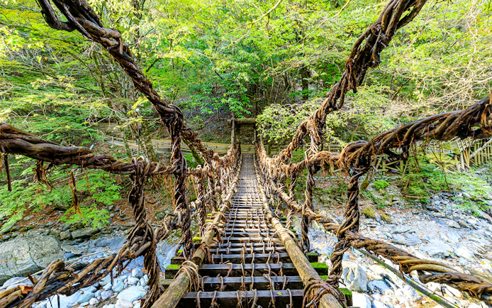 Vine bridge in Iya Valley, Shikoku, Japan, surrounded by lush forest.