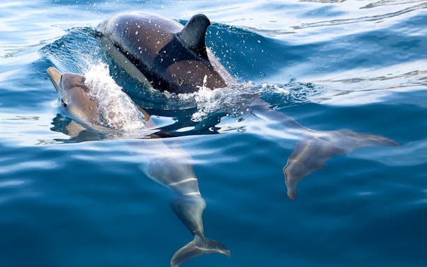 Dolphins swimming in clear blue ocean during guided tour.