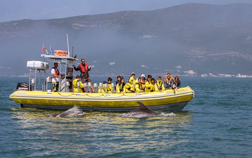 Tourists on a boat watching dolphins in the water during a guided tour.