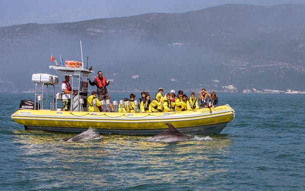 Tourists on a boat watching dolphins in the water during a guided tour.