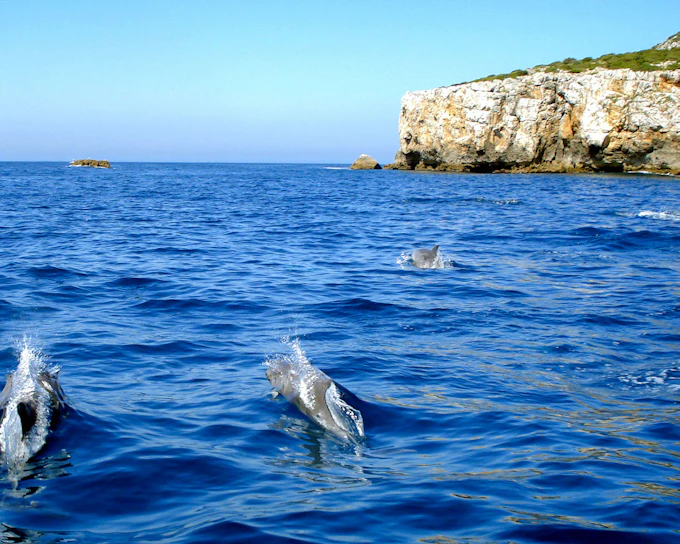 Dolphin Watch - Guided Tour