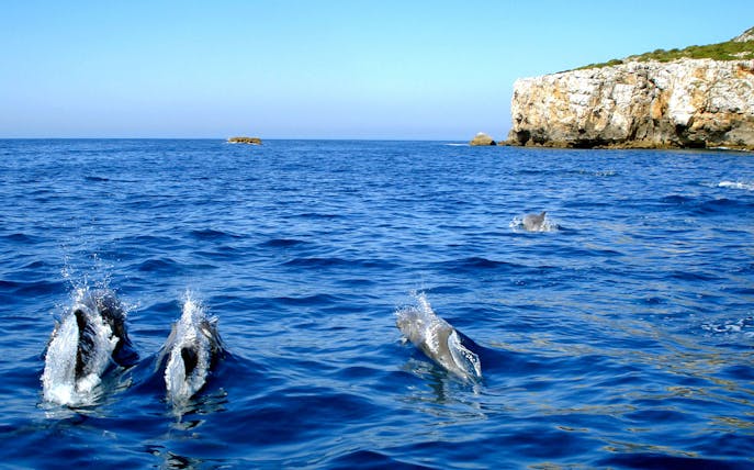 Dolphins swimming near rocky coastline during guided tour.