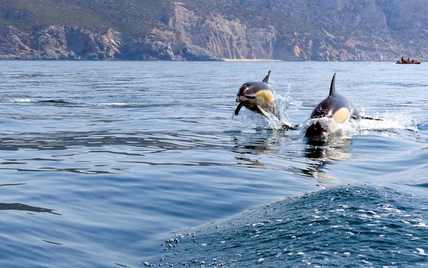 Dolphins leaping in ocean during guided tour near rocky coastline.