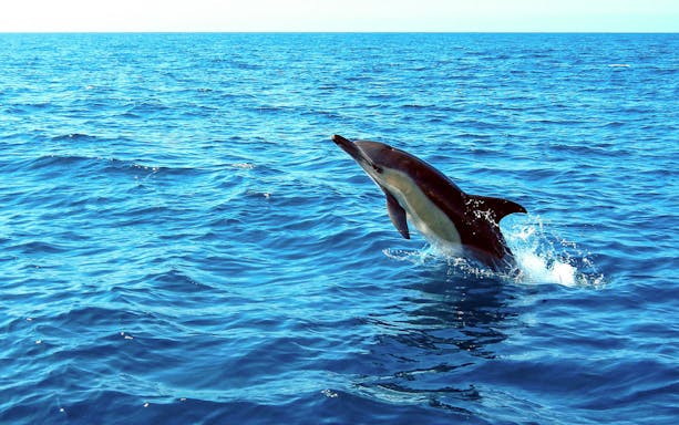 Dolphin leaping from the ocean during a guided tour.