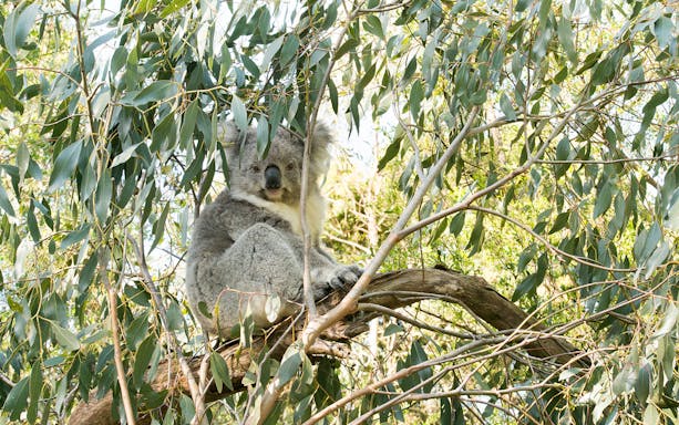 Koala resting in eucalyptus tree on Phillip Island wildlife tour.