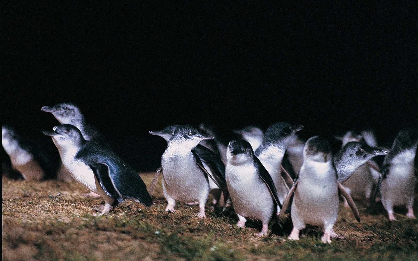 Phillip Island penguins at night during wildlife tour.