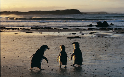 Penguins on Phillip Island beach at sunset during wildlife tour.