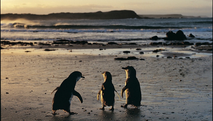 Koala resting in a tree on Phillip Island during Penguins, Koalas & Wildlife Tour.