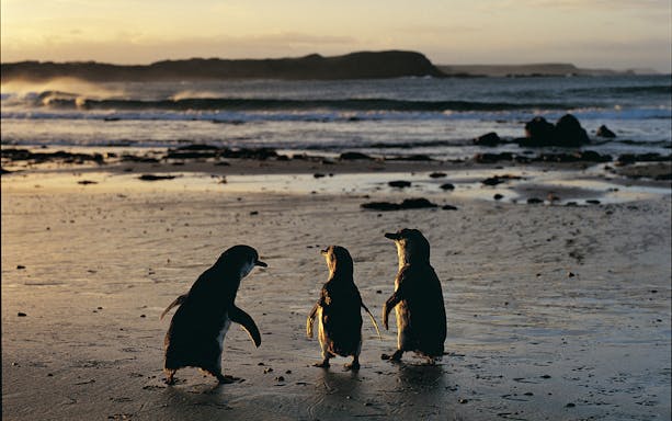 Penguins on Phillip Island beach at sunset during wildlife tour.