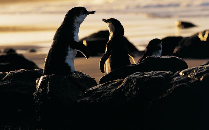 Penguins on rocks at sunset during Phillip Island wildlife tour.