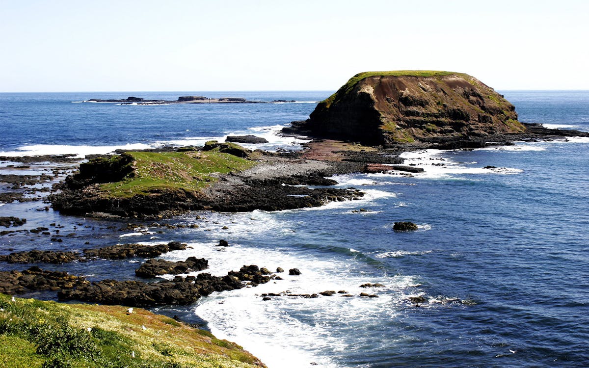 phillip island – penguins, koalas & wildlife tour-6 phillip island – penguins, koalas & wildlife tour-6
