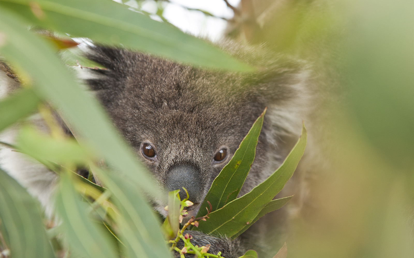 Koala peeking through eucalyptus leaves on Phillip Island wildlife tour.