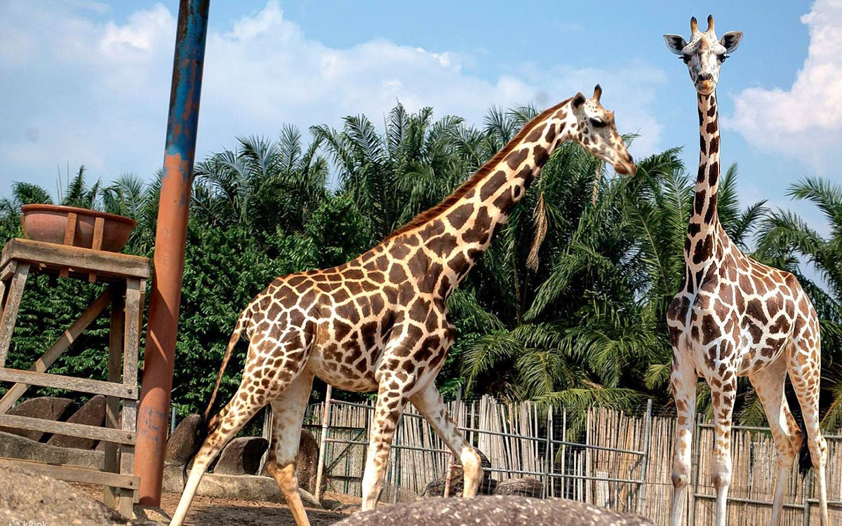 combo: a'famosa water theme park + safari wonderland tickets with meal-5 combo: a'famosa water theme park + safari wonderland tickets with meal-5