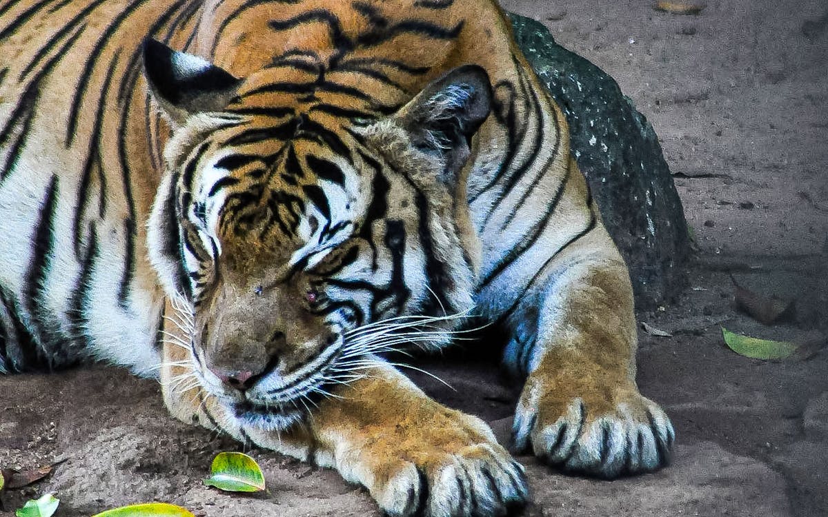 combo: a'famosa water theme park + safari wonderland tickets with meal-6 combo: a'famosa water theme park + safari wonderland tickets with meal-6