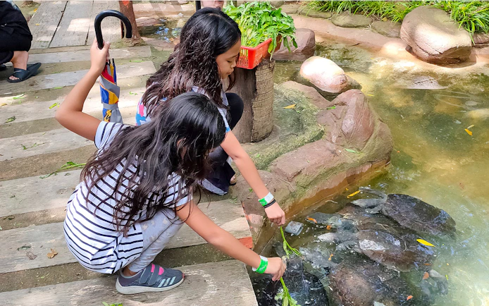 Children feeding turtles at Zoo Melaka, Malaysia.