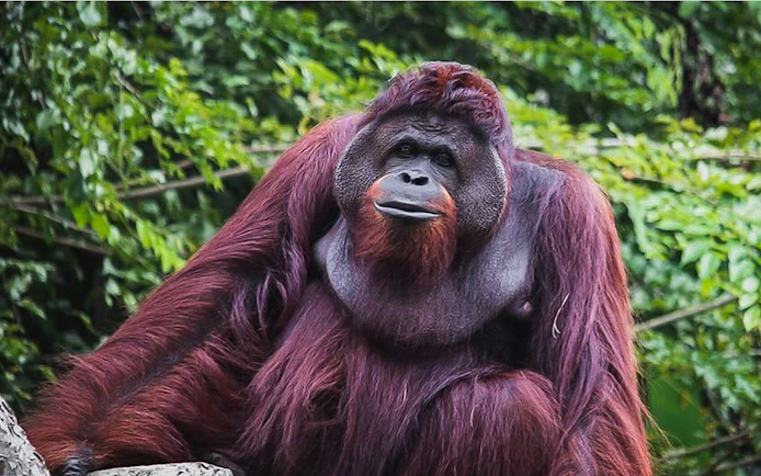 Orangutan at Zoo Melaka surrounded by lush greenery.