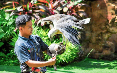 Handler with a bird of prey at Zoo Melaka, part of the Combo: Zoo Melaka + Melaka Crocodile Park tour.