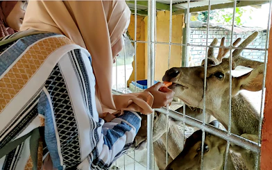 Visitor feeding a deer at Zoo Melaka, part of the Combo: Zoo Melaka + Melaka Crocodile & Recreational Park tour.
