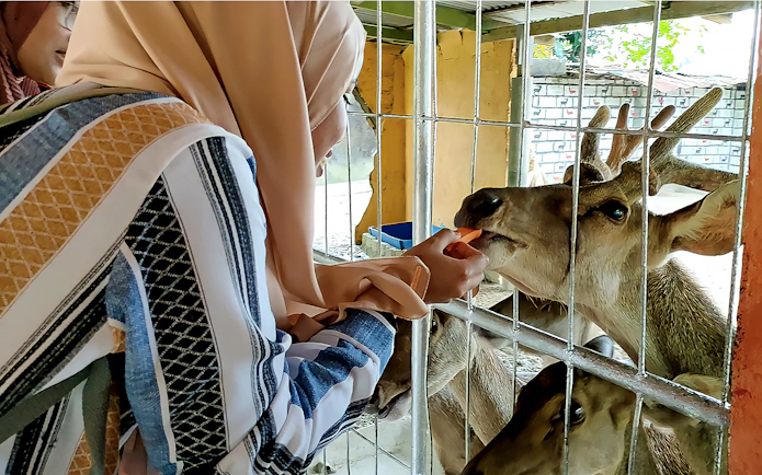 Visitor feeding a deer at Zoo Melaka, part of the Combo: Zoo Melaka + Melaka Crocodile & Recreational Park tour.
