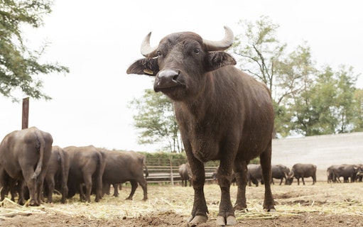 Buffalo herd in a field during Paestum mozzarella tasting tour from Naples.