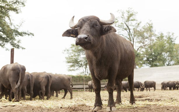 Buffalo herd in a field during Paestum mozzarella tasting tour from Naples.