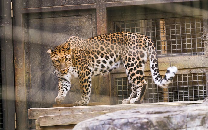 Leopard walking in enclosure at Yokohama Zoo Zoorasia.