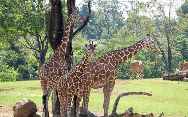 Giraffes in a natural habitat at Yokohama Zoo Zoorasia.