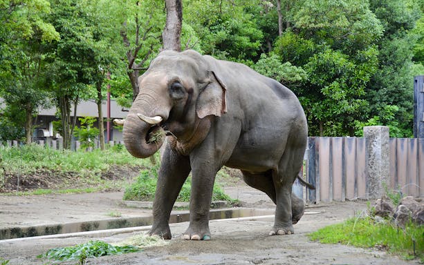 Elephant eating grass at Yokohama Zoo Zoorasia enclosure.
