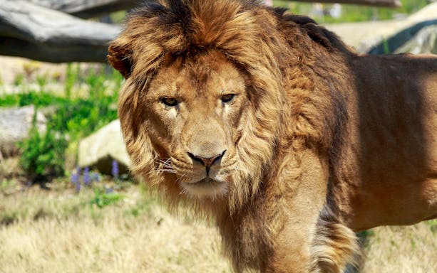 Lion at Yokohama Zoo Zoorasia, Japan.