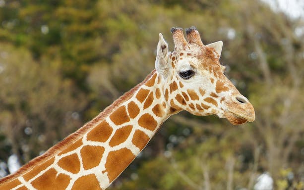 Giraffe at Yokohama Zoo Zoorasia.