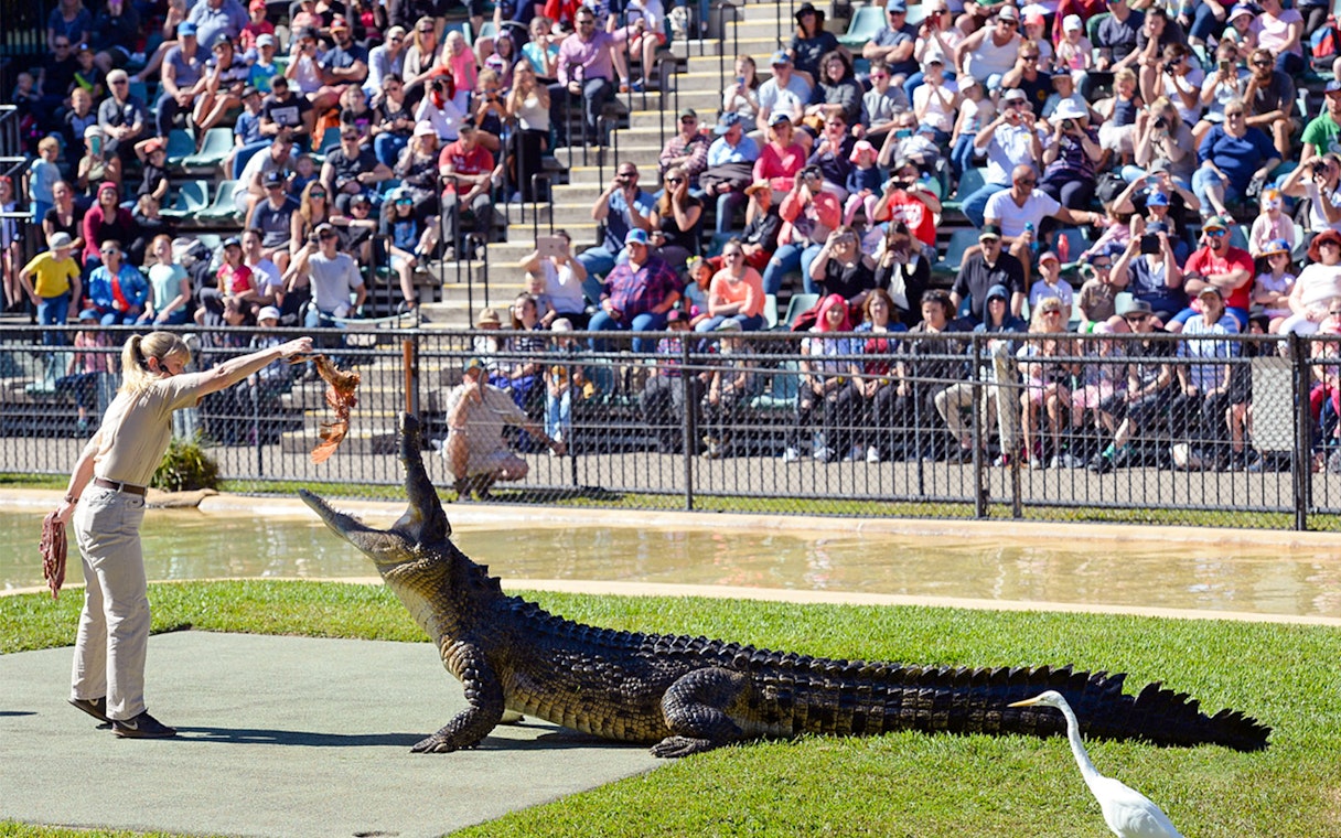 Zookeeper feeding a crocodile at Australia Zoo with audience watching.