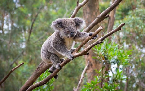 Australia Zoo entrance with visitors and shuttle bus from Brisbane.