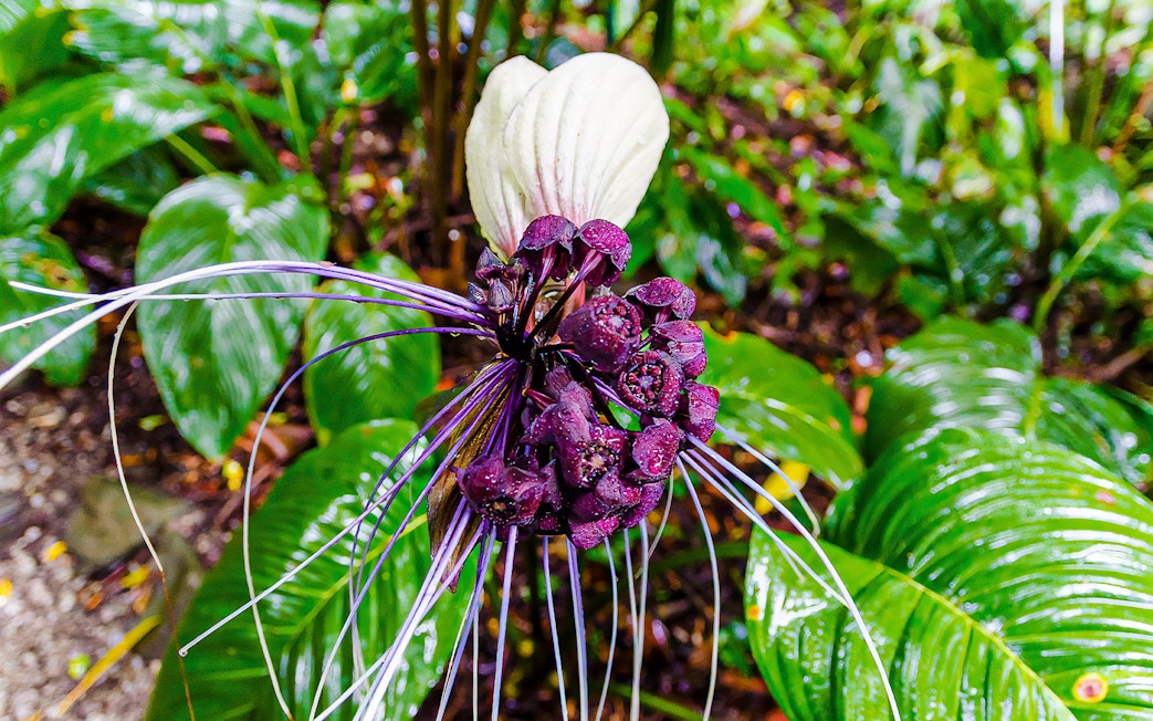 Purple bat flower in Tropical Spice Garden, Penang.