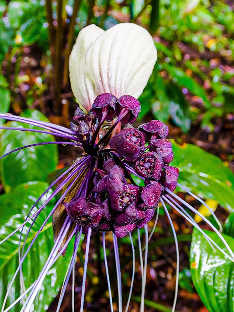 Purple bat flower in Tropical Spice Garden, Penang.