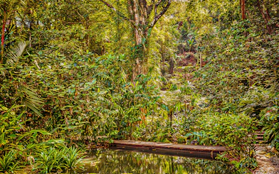 Tropical Spice Garden Penang with lush greenery and a wooden walkway over a pond.