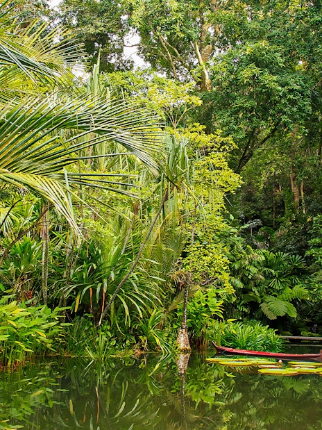 Lush tropical plants and pond at Tropical Spice Garden, Penang.
