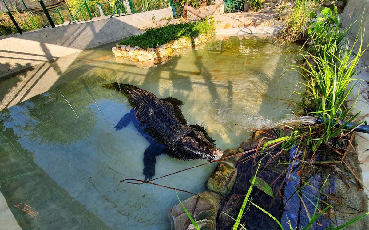 crocodile adventureland langkawi - croc encounter combo-6 crocodile adventureland langkawi - croc encounter combo-6