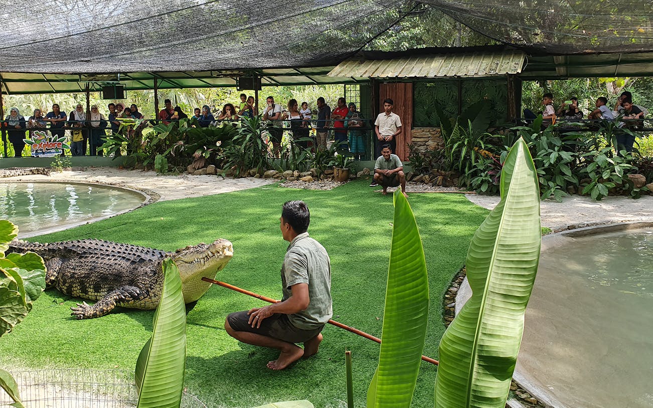 Crocodile handler feeding a crocodile at Crocodile Adventureland Langkawi, with visitors watching.