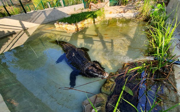 Crocodile in water at Crocodile Adventureland Langkawi enclosure.