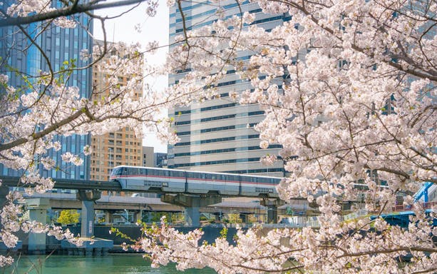 Monorail passing through cherry blossoms in Tokyo, Japan.