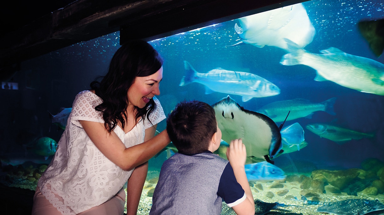 A mother and son looking at a manta ray fish at SEA life centre