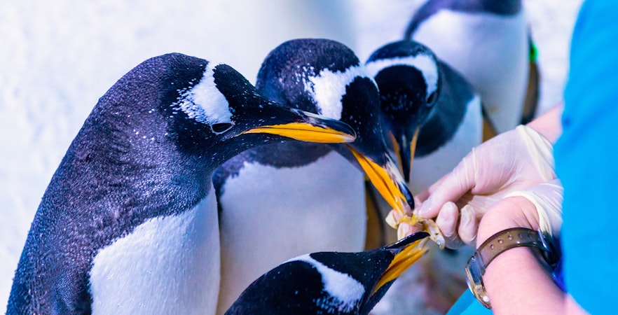 SEA LIFE London Aquarium Tickets