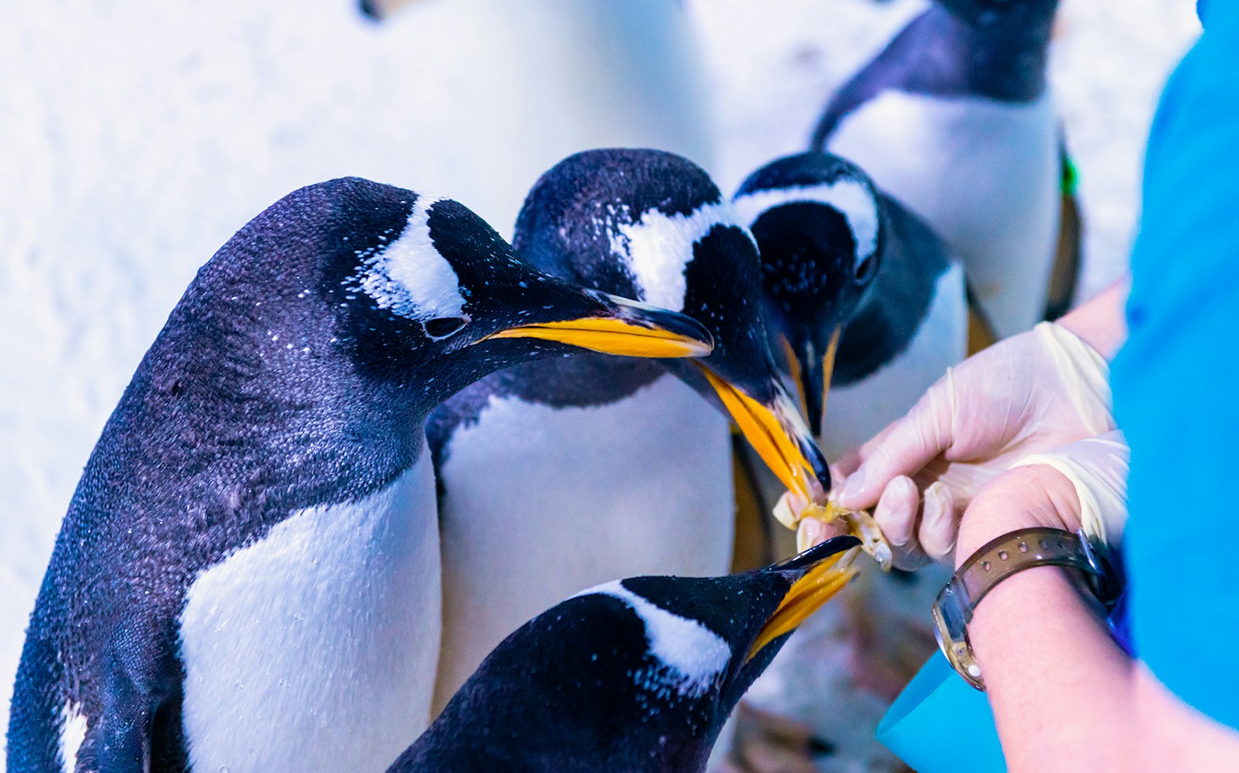 SEA LIFE London Priority Access Tickets