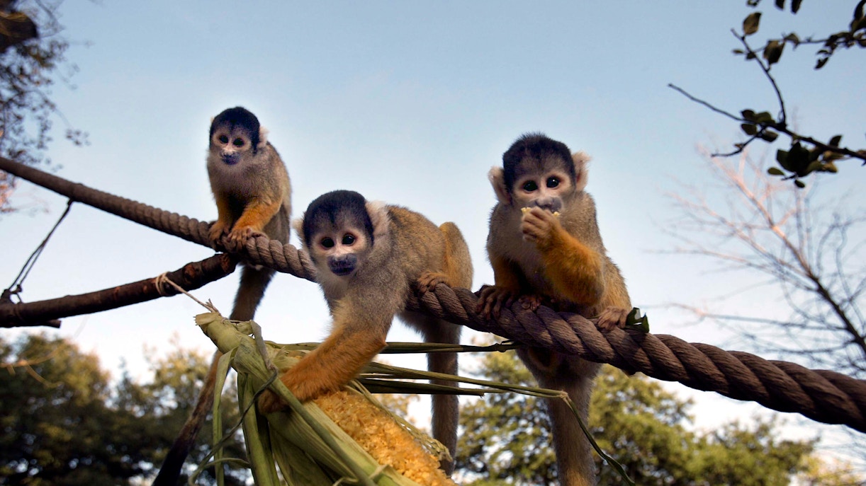 ZSL London Zoo tickets