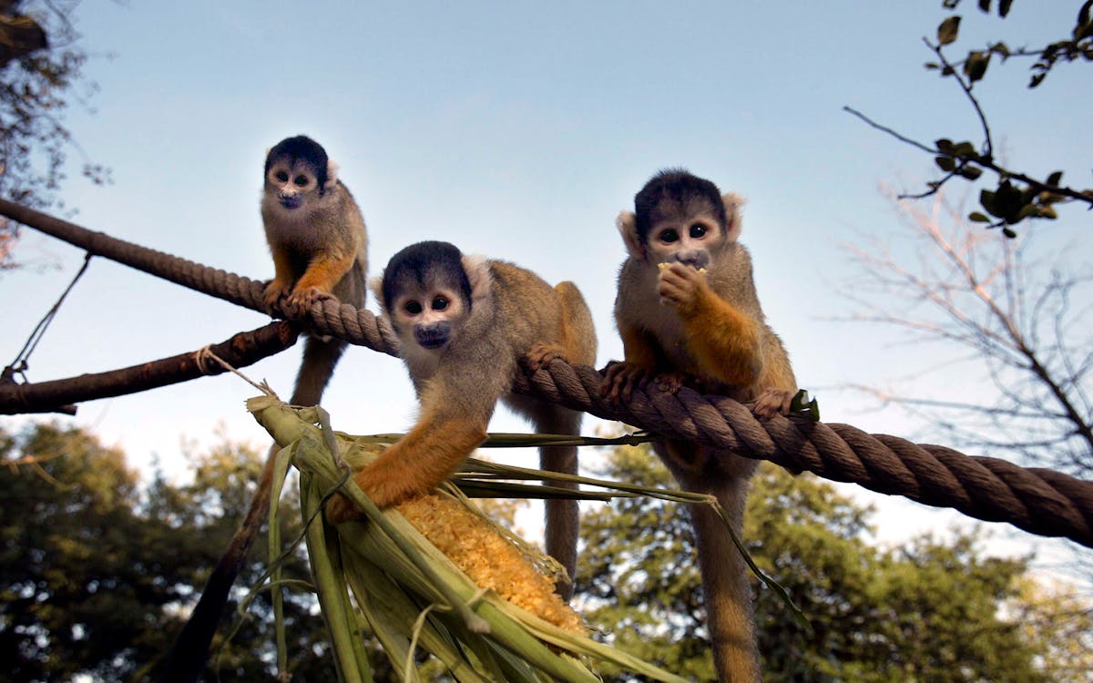 zsl london zoo: admission tickets-2 zsl london zoo: admission tickets-2