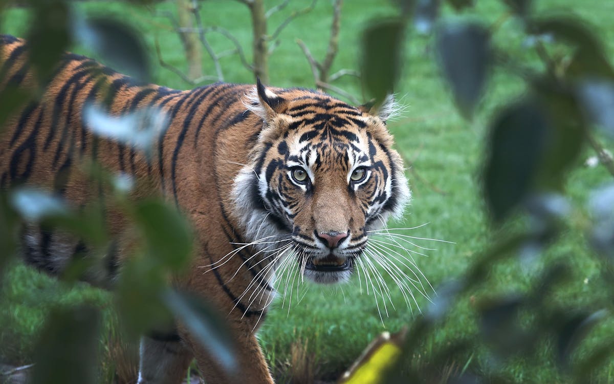 zsl london zoo: admission tickets-3 zsl london zoo: admission tickets-3
