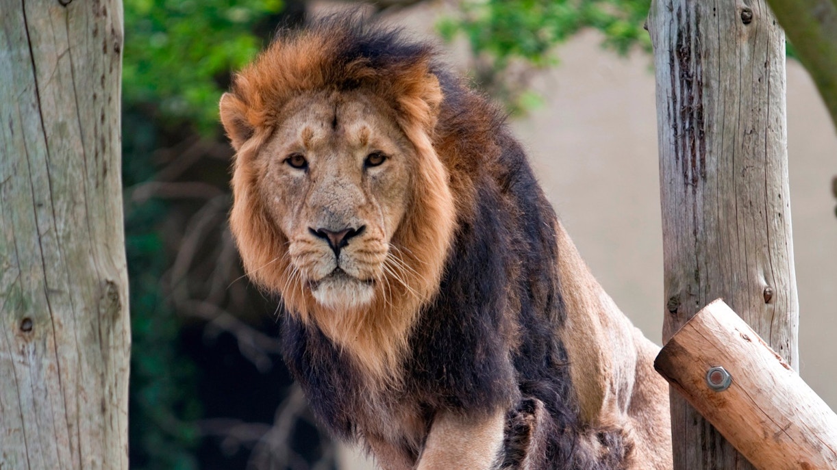 ZSL London Zoo tickets