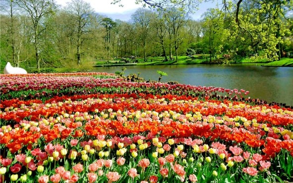 Keukenhof tulip fields with colorful blooms by a serene pond.