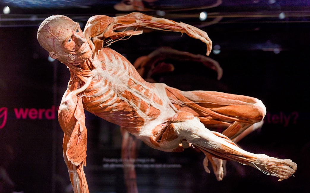 Human anatomical exhibit at Body Worlds Amsterdam.
