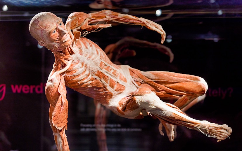 Human anatomical exhibit at Body Worlds Amsterdam.